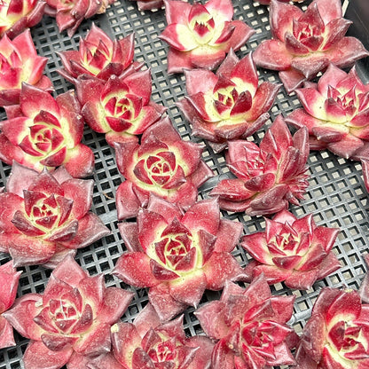 ロメオルビン　A品
