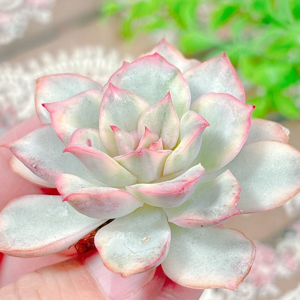 多肉植物 ムーンガドニス覆輪錦 【公式通販】