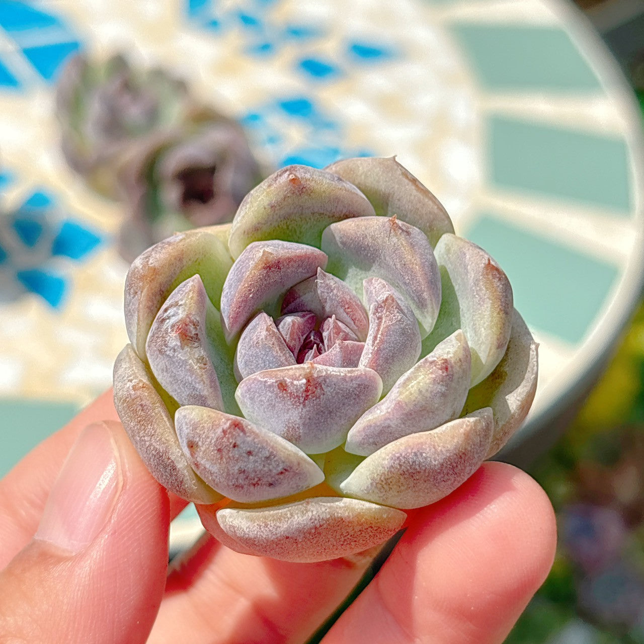 チーズブルーベリー A品 – Bull Succulent