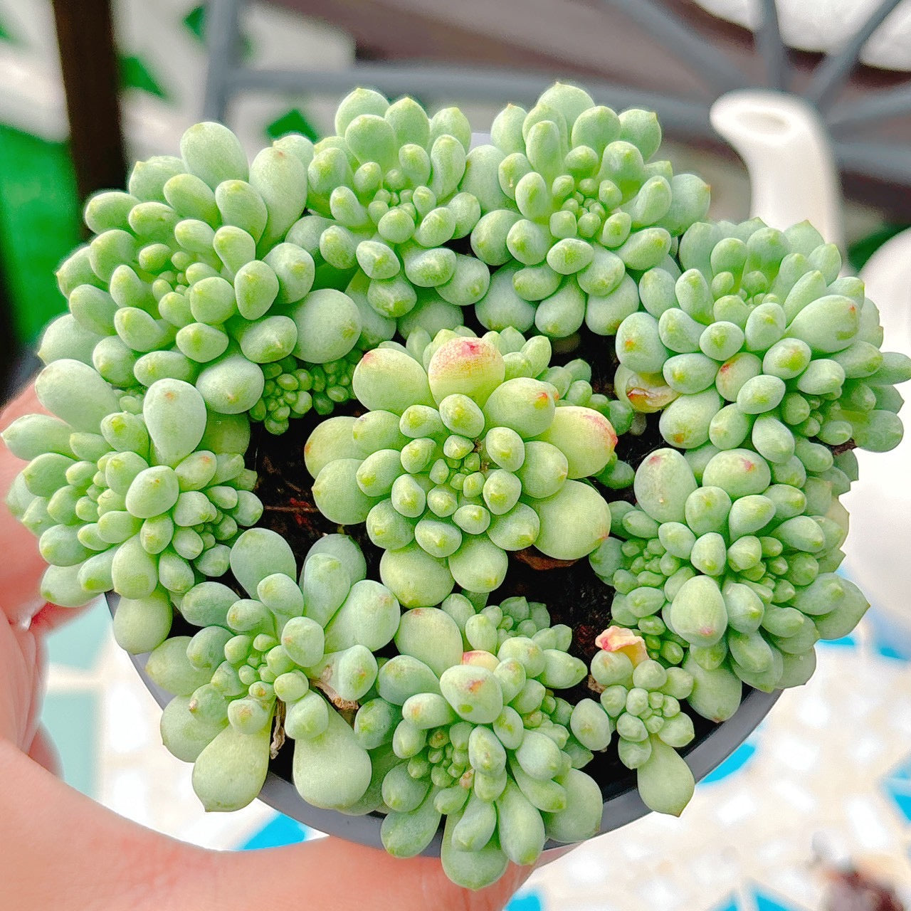 花火　A品　01