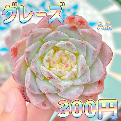 グレーズ　A品