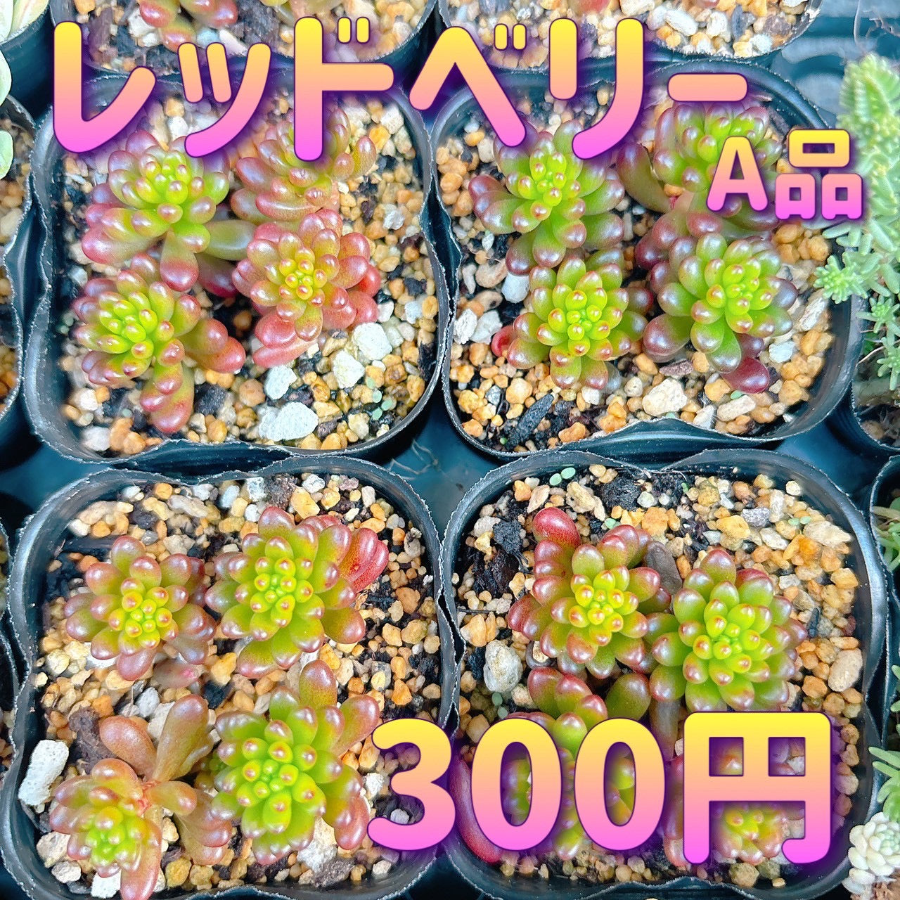レッドベリー　A品