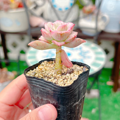 ニックサラ錦　A品　07
