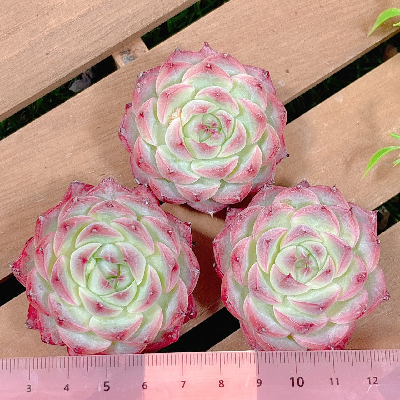 ピンククリスタルローズ 特級品 – Bull Succulent