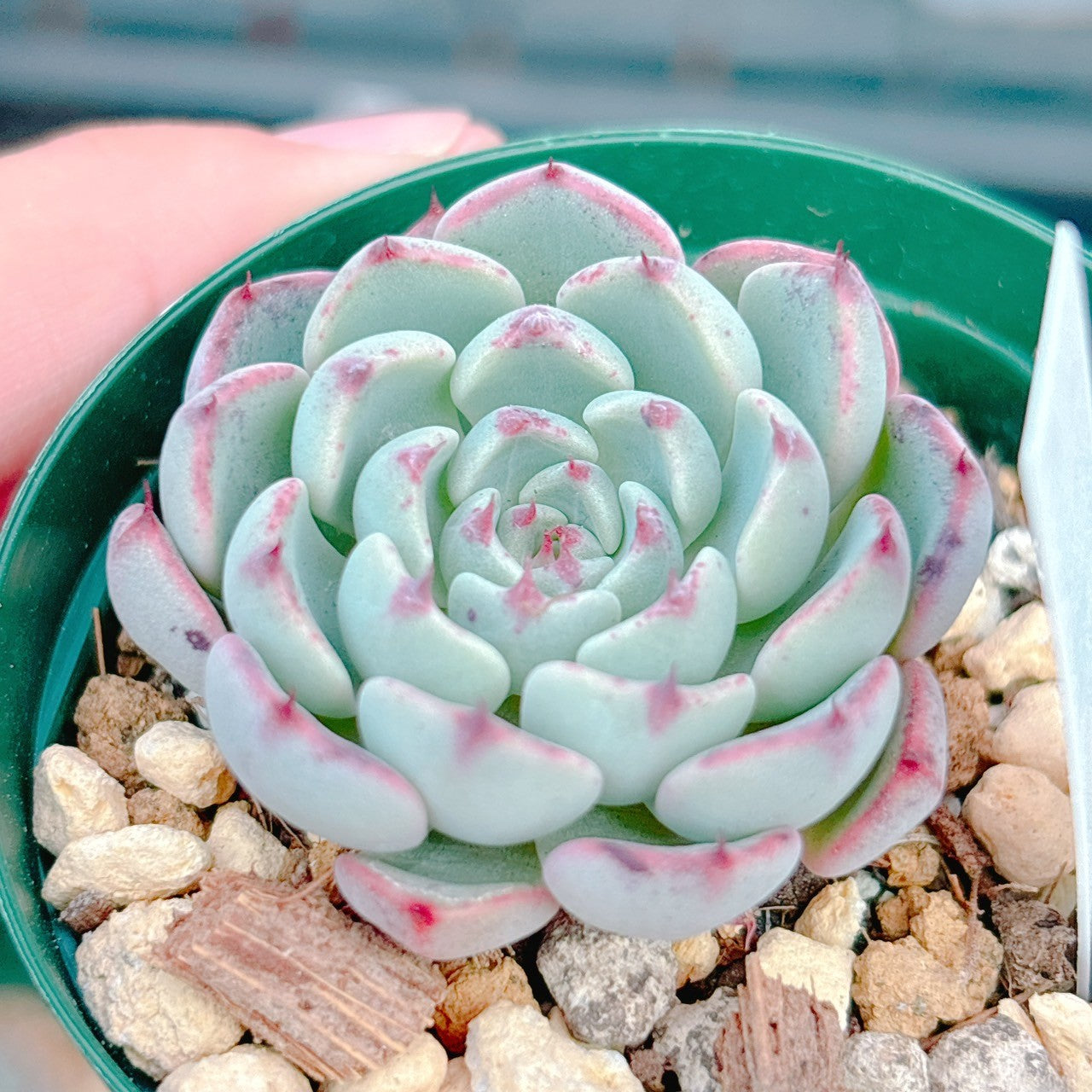 多肉植物の販売・通販サイト | Bull Succulent(ブルサキュレント)