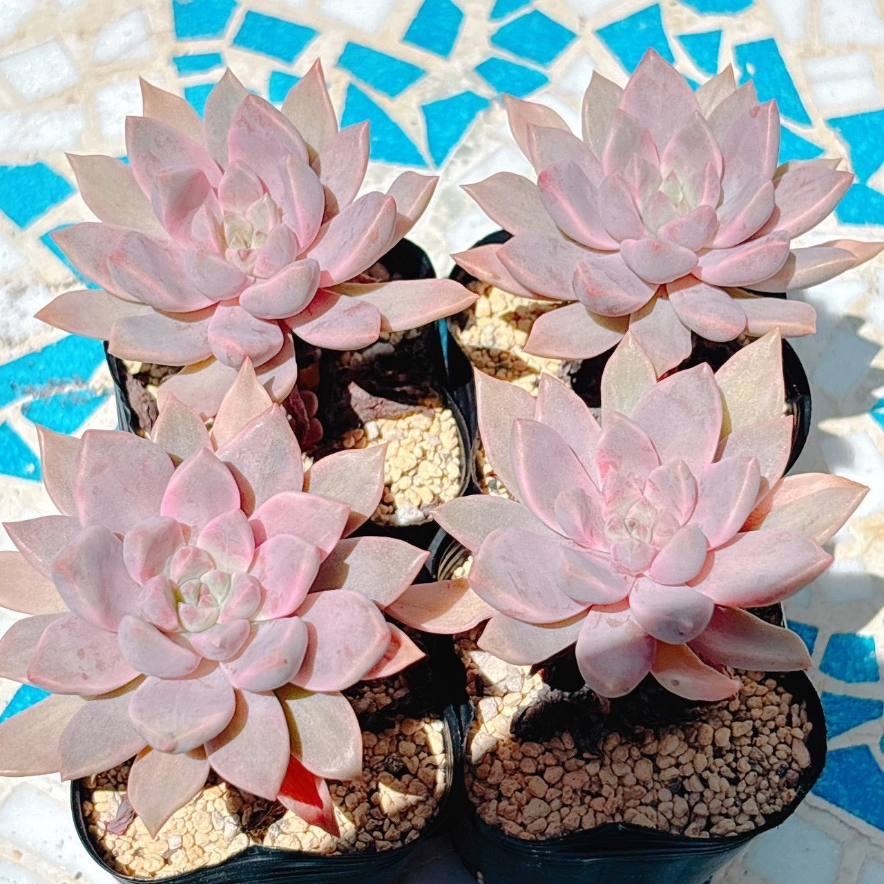 ピンクプリティ錦　特級品