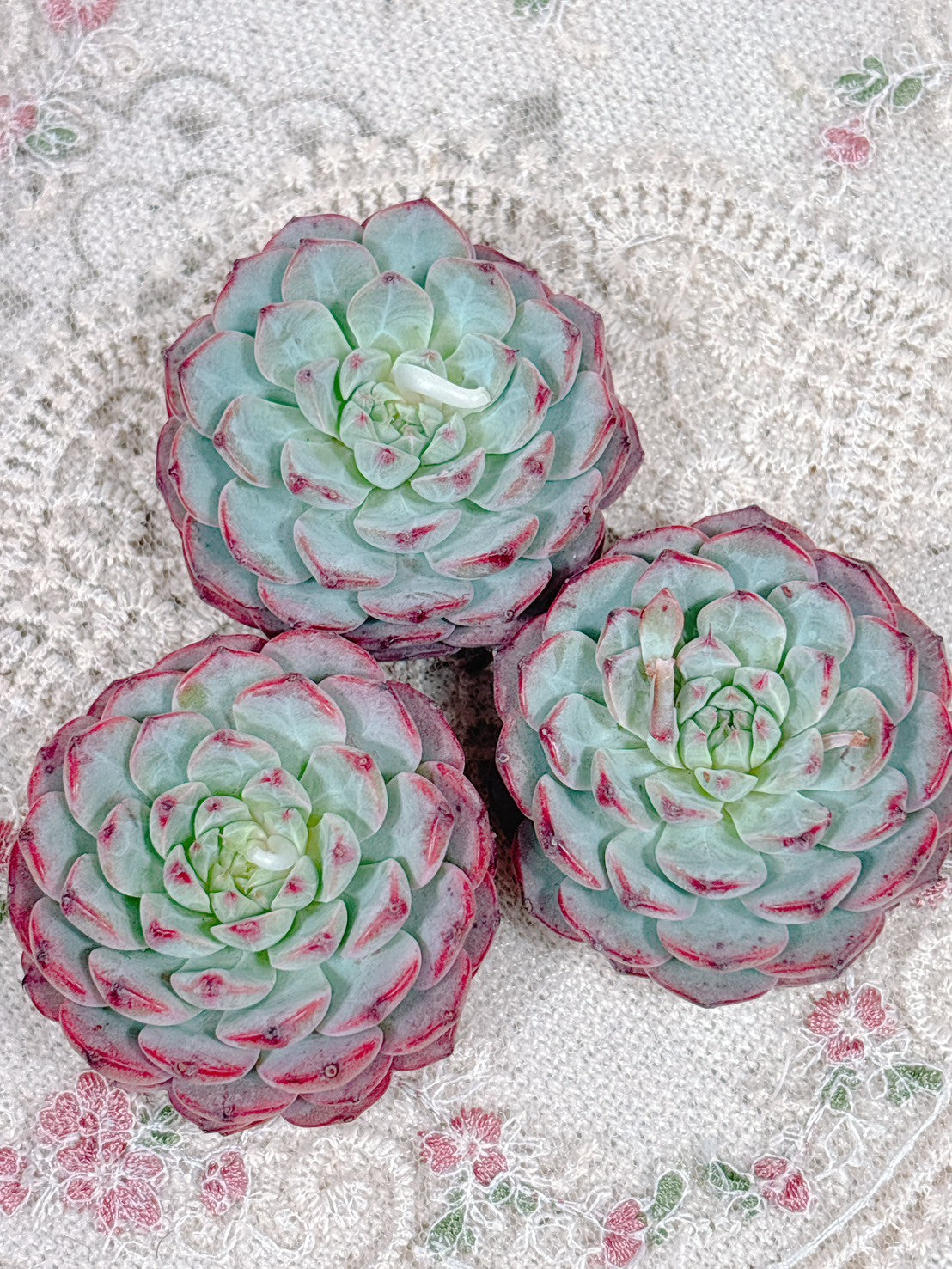 多肉植物 ロイヤルシャネル錦 - メルカリ