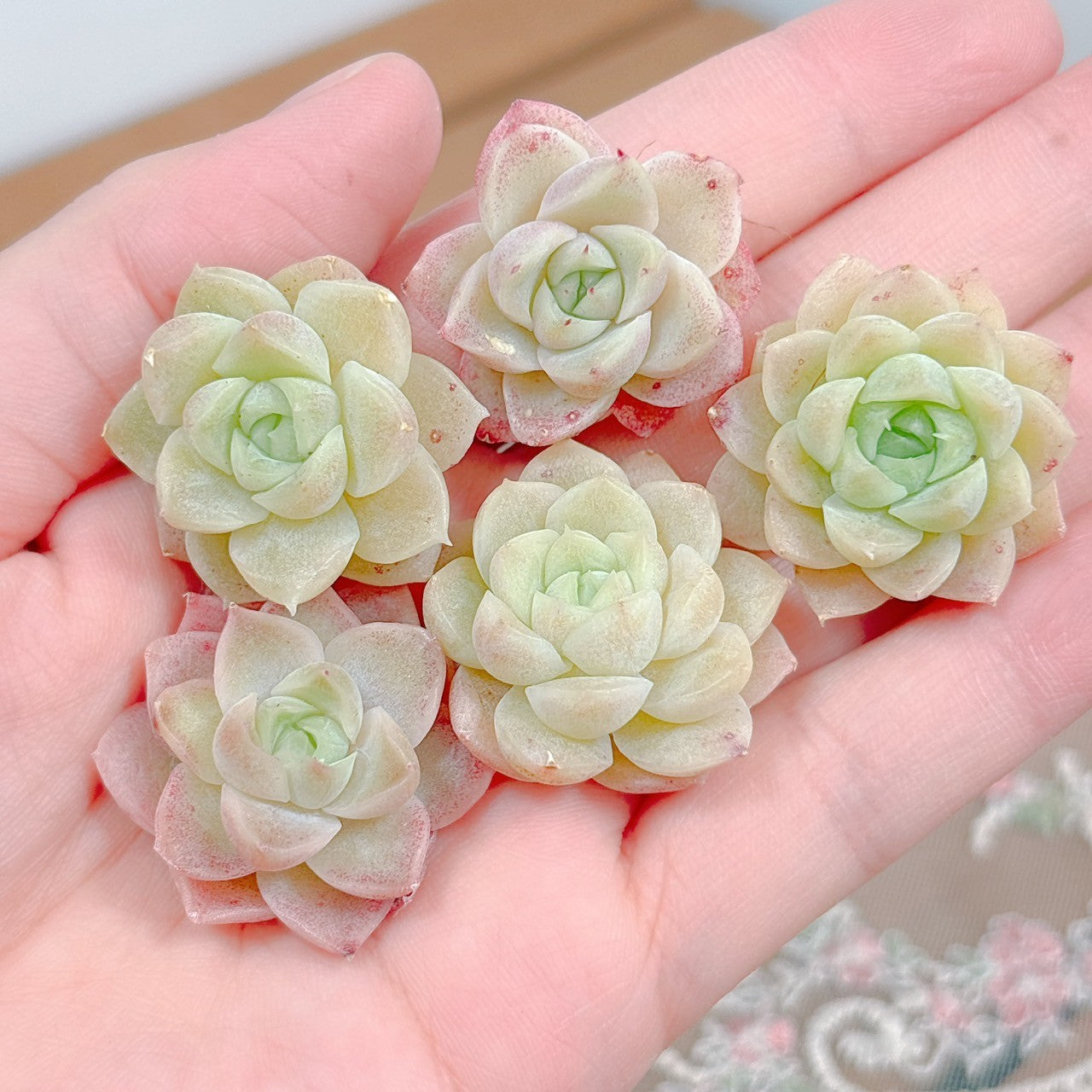 グリーンジェニー A品 – Bull Succulent