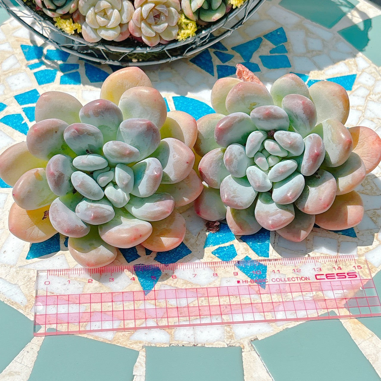 フレーベル×モンロー　大苗　A品