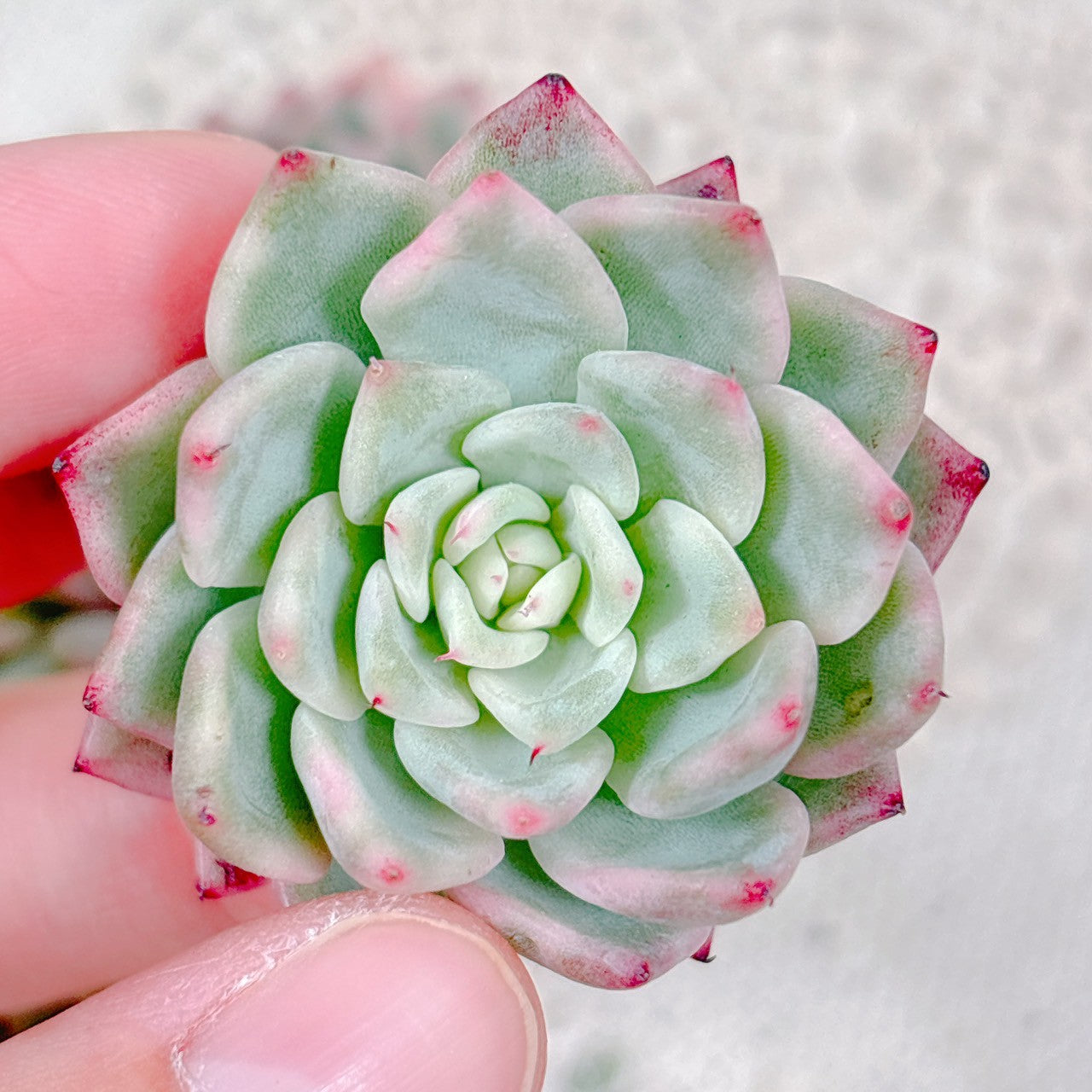 多肉植物　ザラゴーサ錦　覆輪 多肉植物 おらいさん苗 青札 ざわわ×黒爪ザラゴーサ ② 札無し