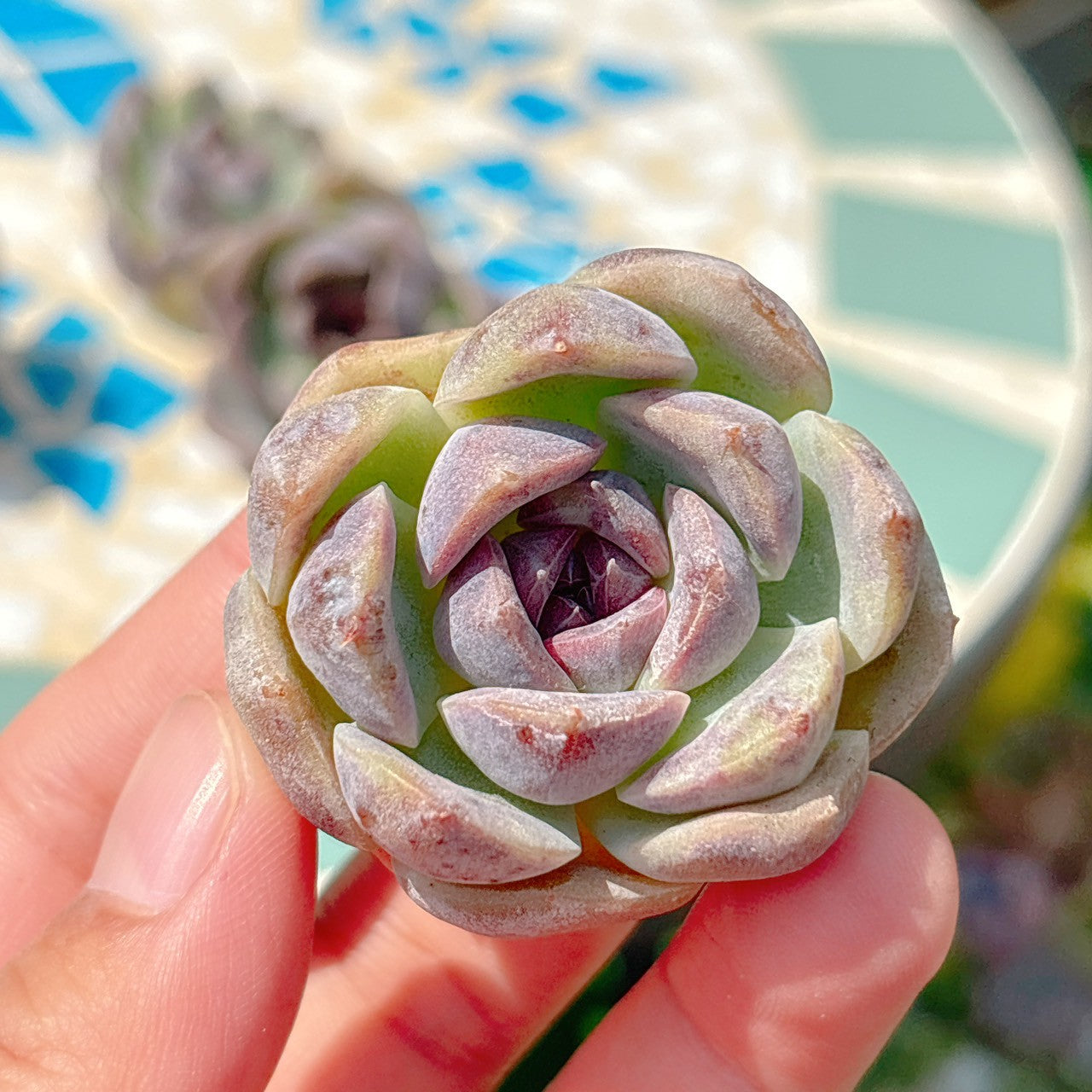 チーズブルーベリー A品 – Bull Succulent