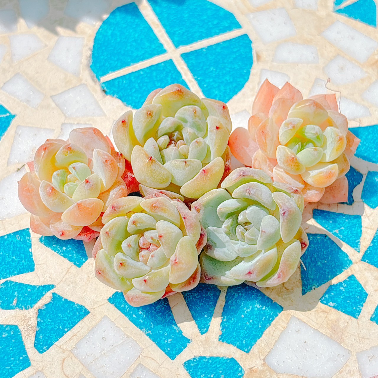 スモールベルト　A品　小苗