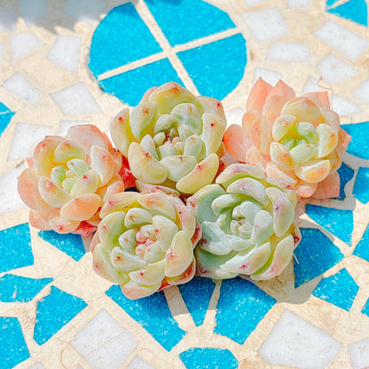 スモールベルト　A品　小苗