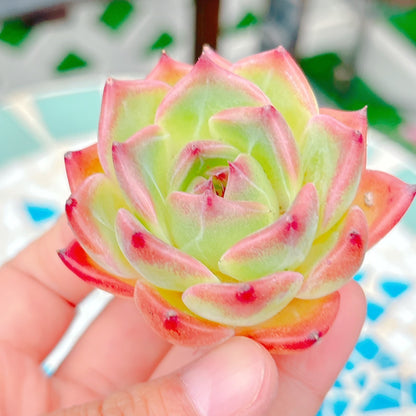 フローラ　特級品