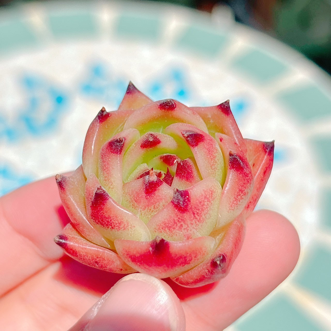 ブルードラゴン　A品