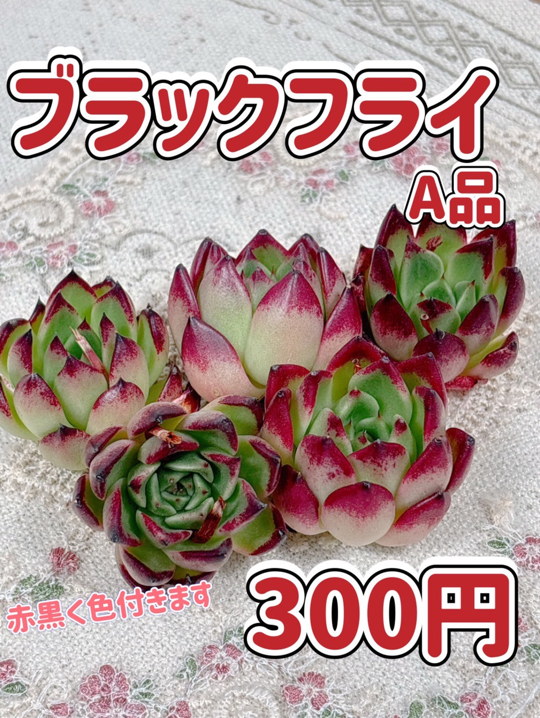 商品一覧 – Page 3 – Bull Succulent