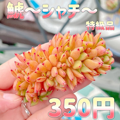 鯱　特級品