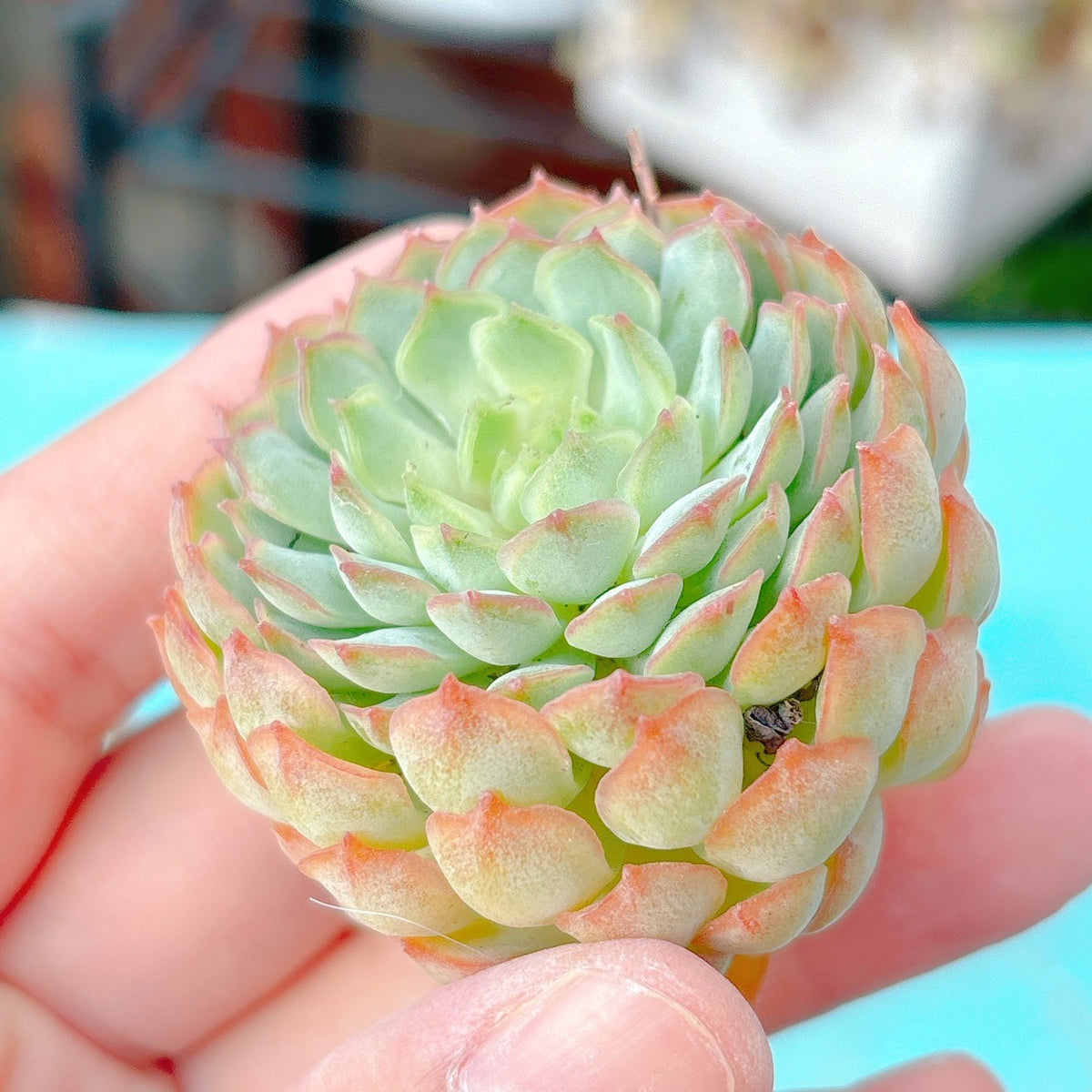 ボールオブファット 特級品 – Bull Succulent