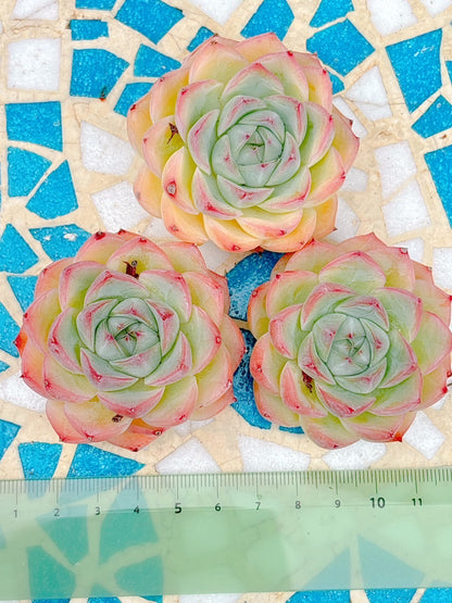 ピンククリスタルローズ　特級品