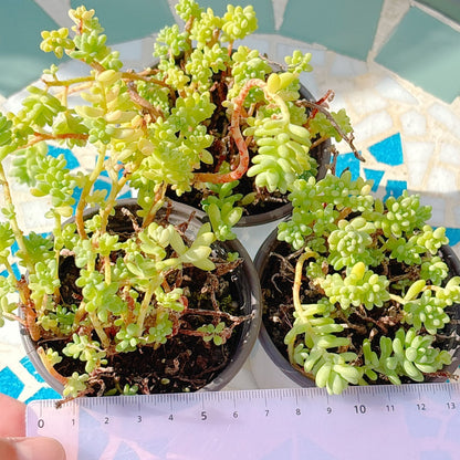 レッドベリーSP A品