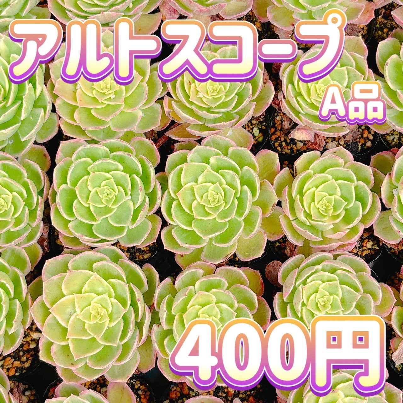 アルトスコープ　A品