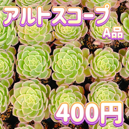 アルトスコープ　A品