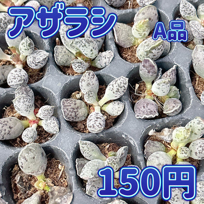 アザラシ　A品　プラグ苗