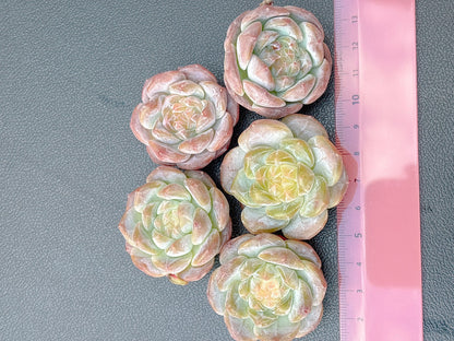 ダイヤモンドアンバー　A品