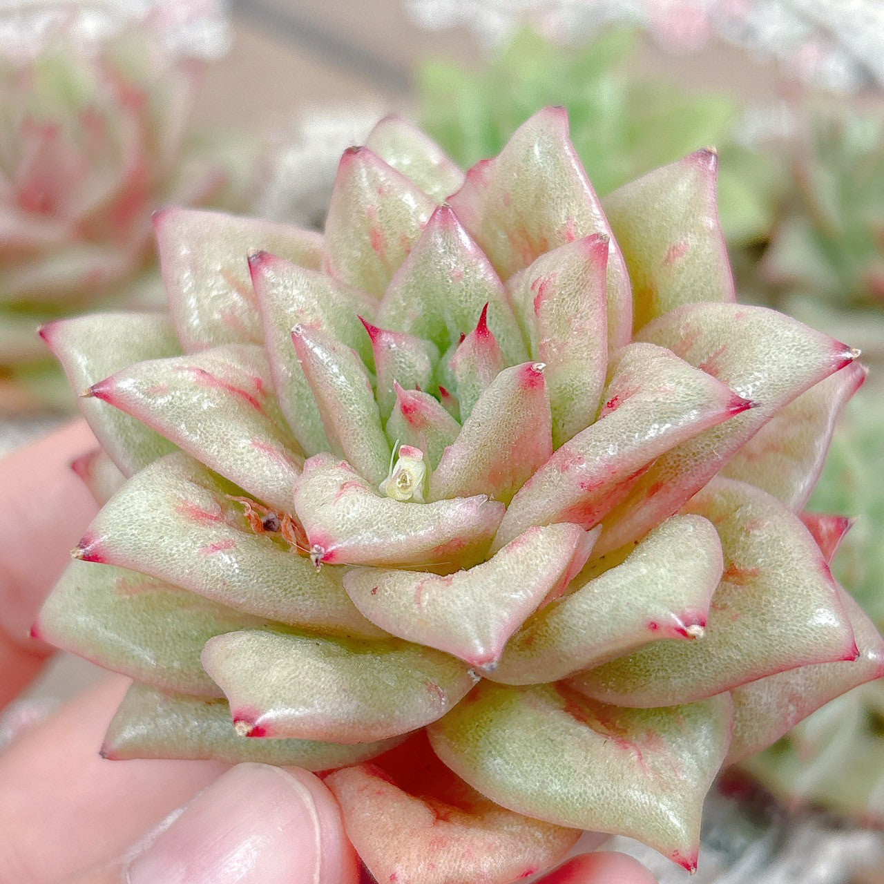 リンカーン A品 – Bull Succulent
