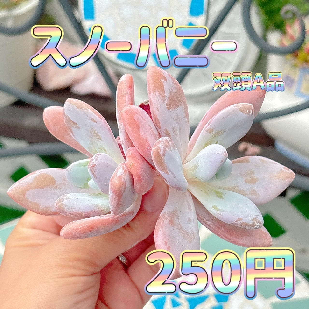 スノーバニー　双頭　A品