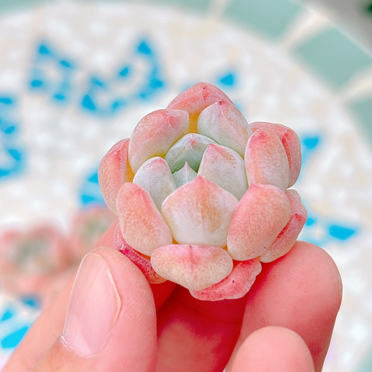 ホワイトダイヤモンド　A品