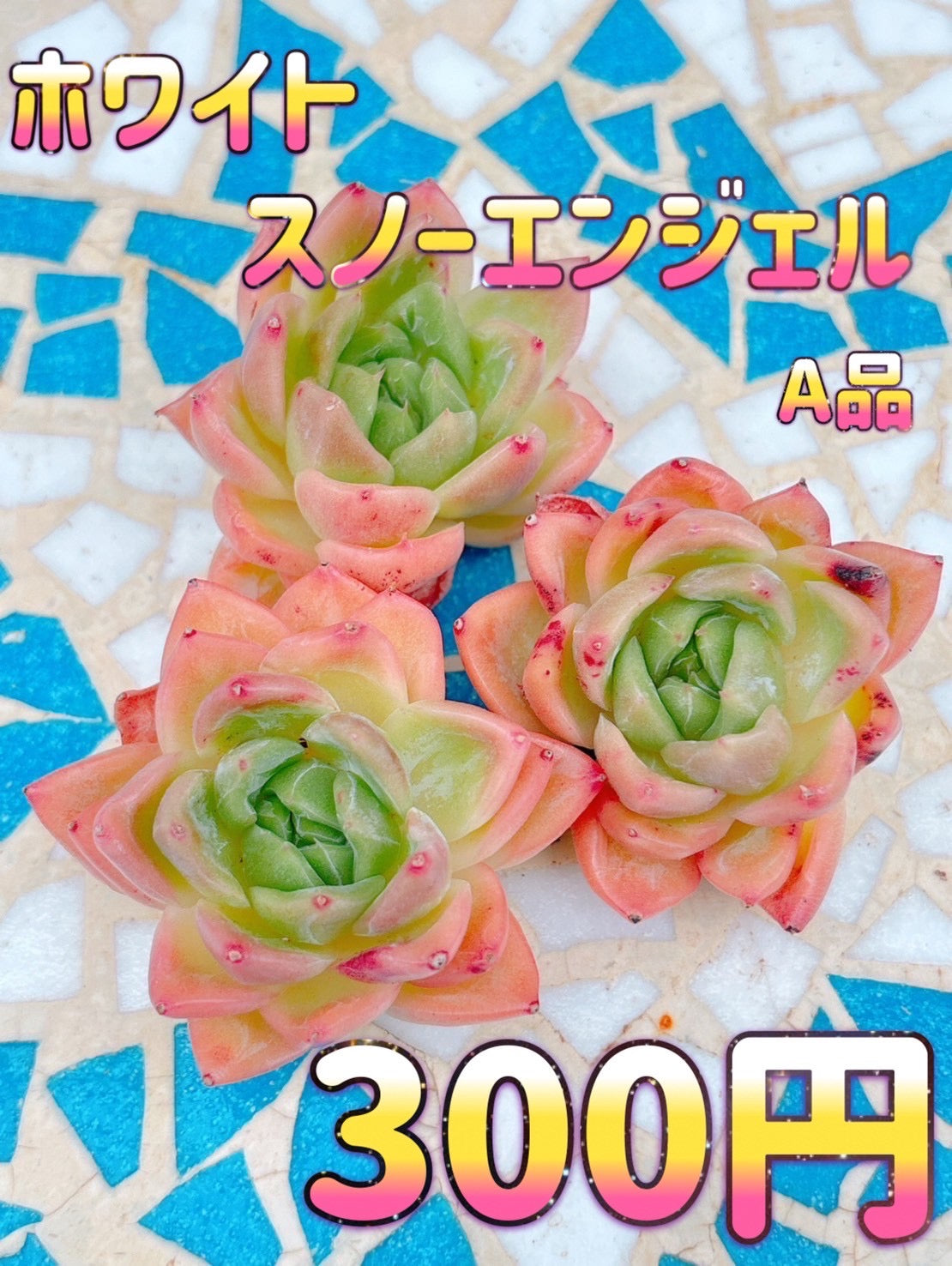 ホワイトスノーエンジェル　A品