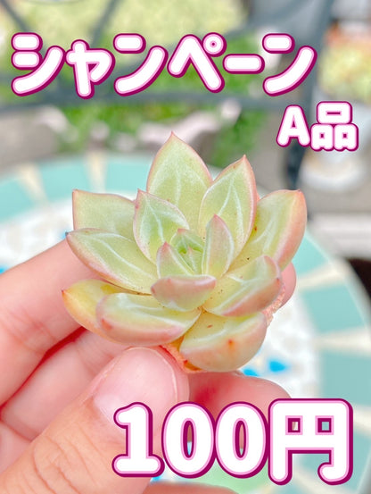 シャンペーン　A品