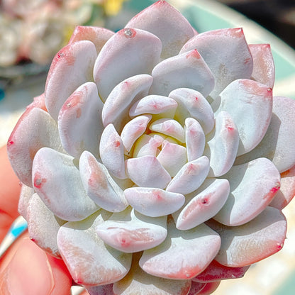 スターモンロー　特級品
