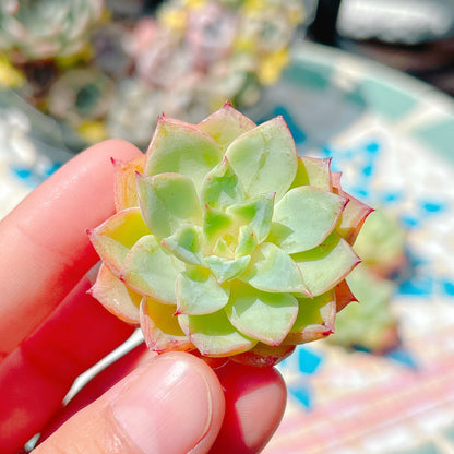 オレンジザラゴーサ　A品