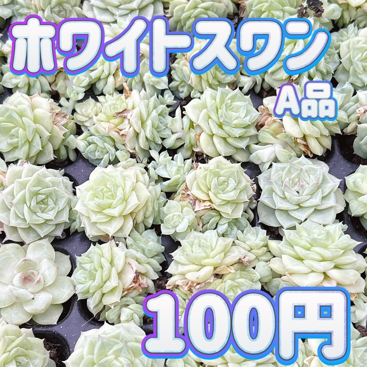 ホワイトスワン　A品　プラグ苗
