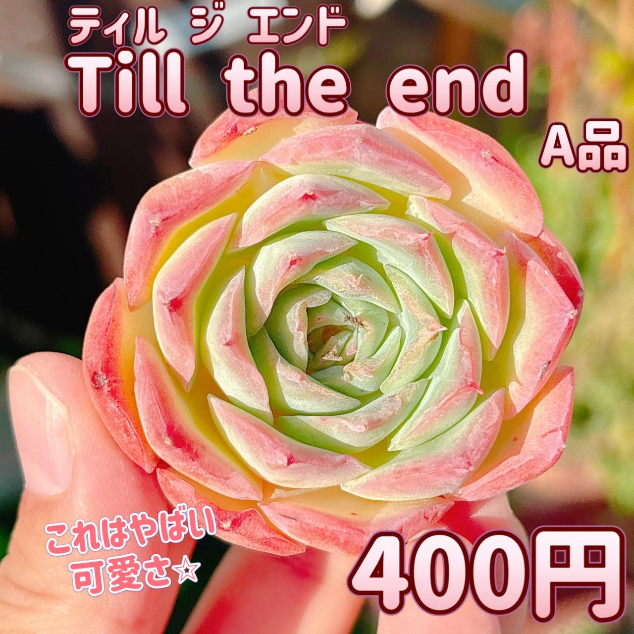 ティルジエンド　A品