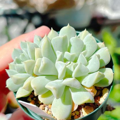 クラウド　A品　017
