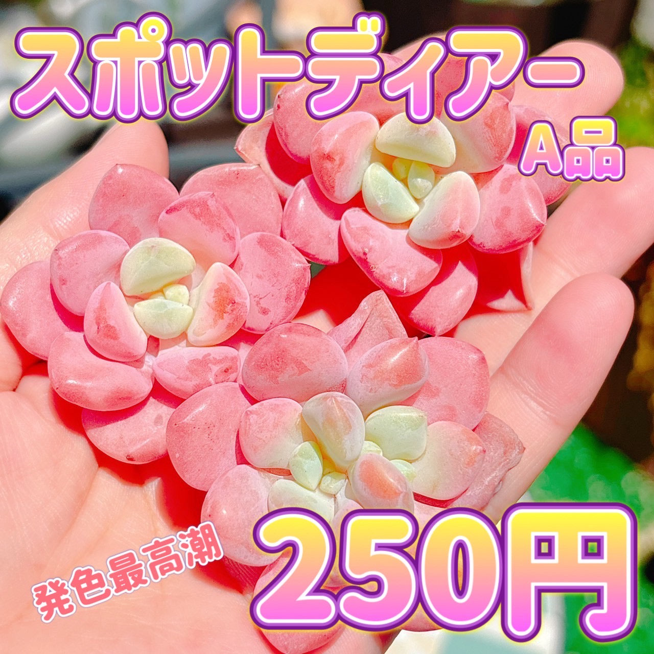 スポテッドディアー　A品