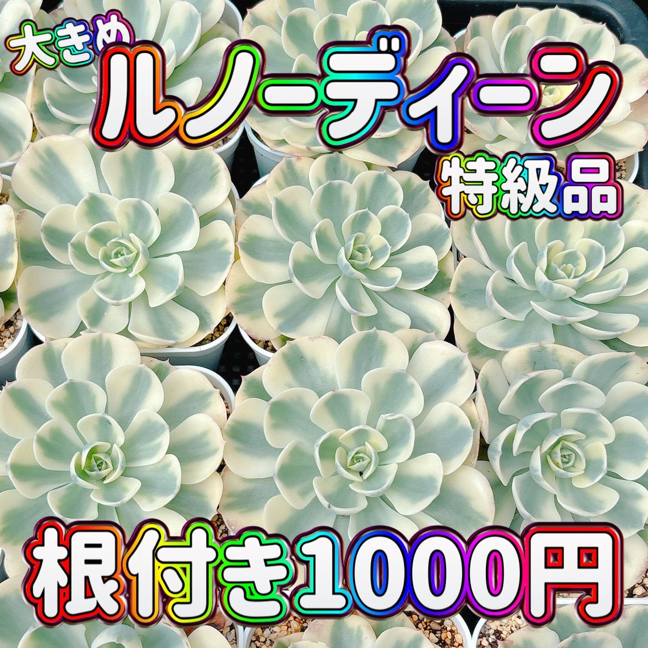 ルノーディーン　特級品　