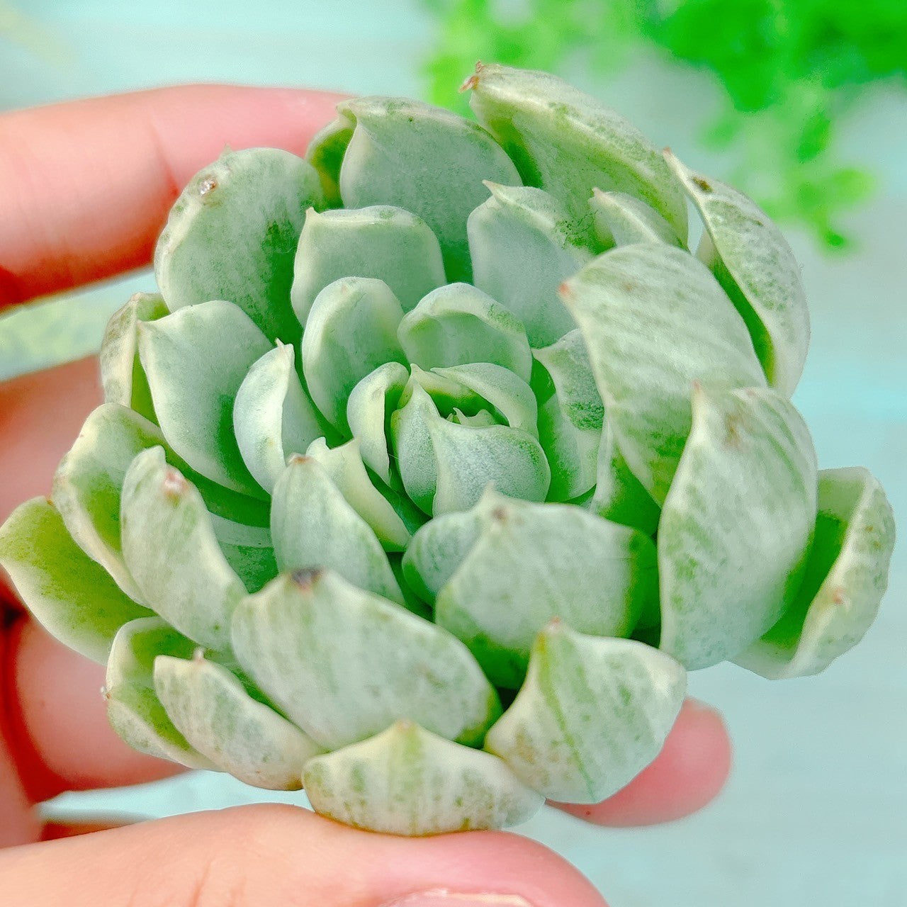 クィーンマリア錦 A品 – Bull Succulent