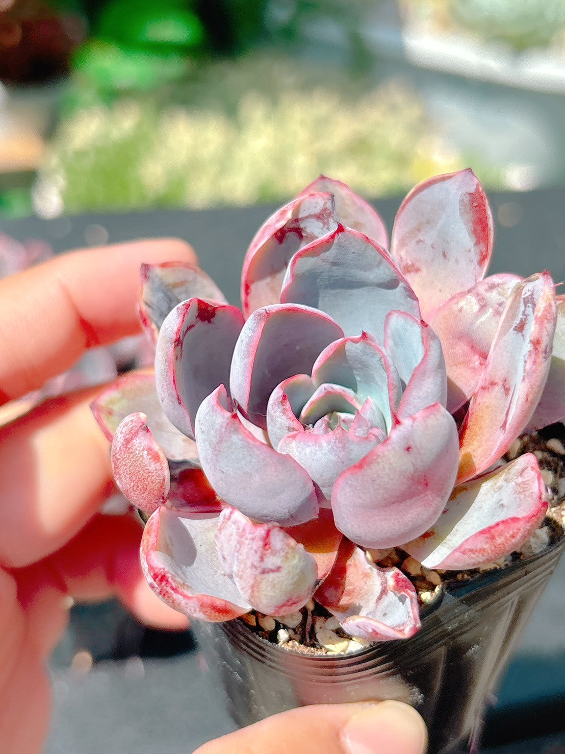 ヘラ　特級品