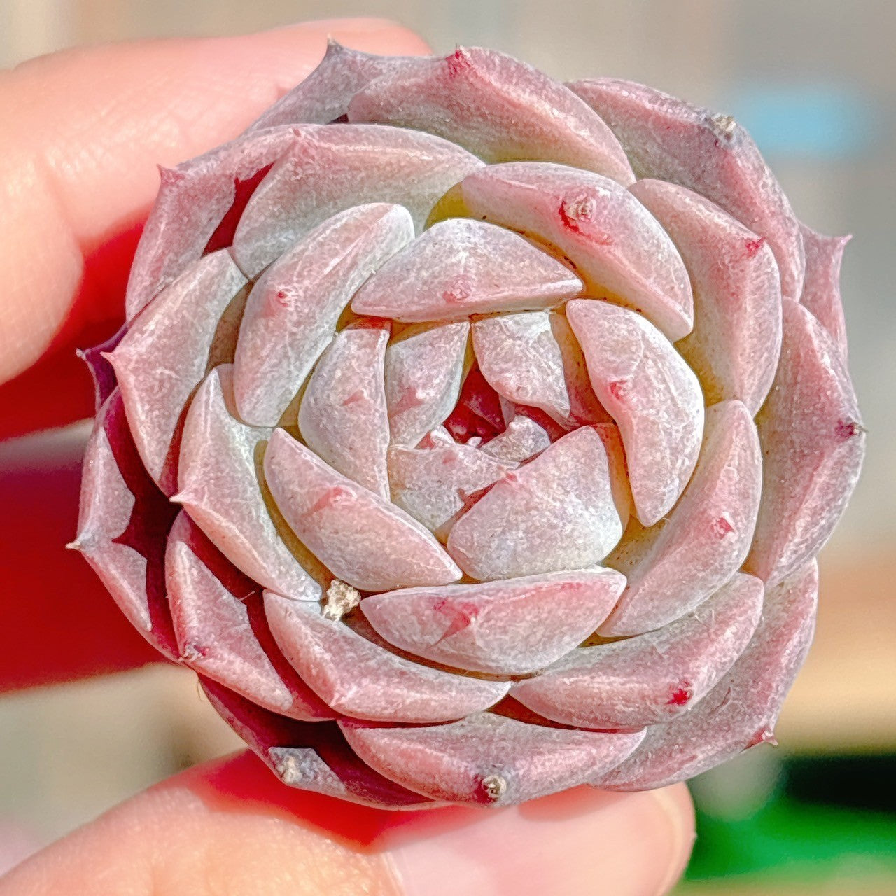 【新入荷】エケベリア　韓国苗　アイスドール群生　多肉植物　ポコ多肉 新入荷】エケベリア 韓国苗 アイスドール群生 多肉植物 ポコ多肉