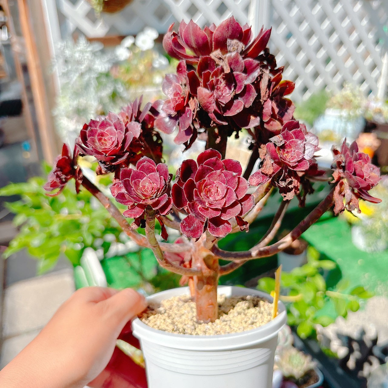 花火　群生　特級品　②