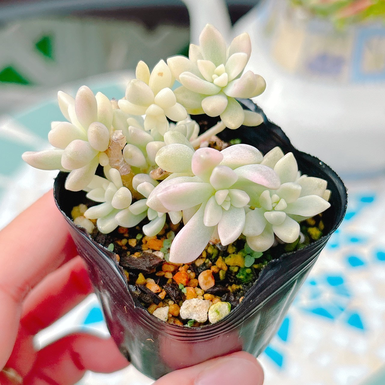 達磨姫秋麗錦　A品　25