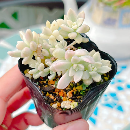 達磨姫秋麗錦　A品　25