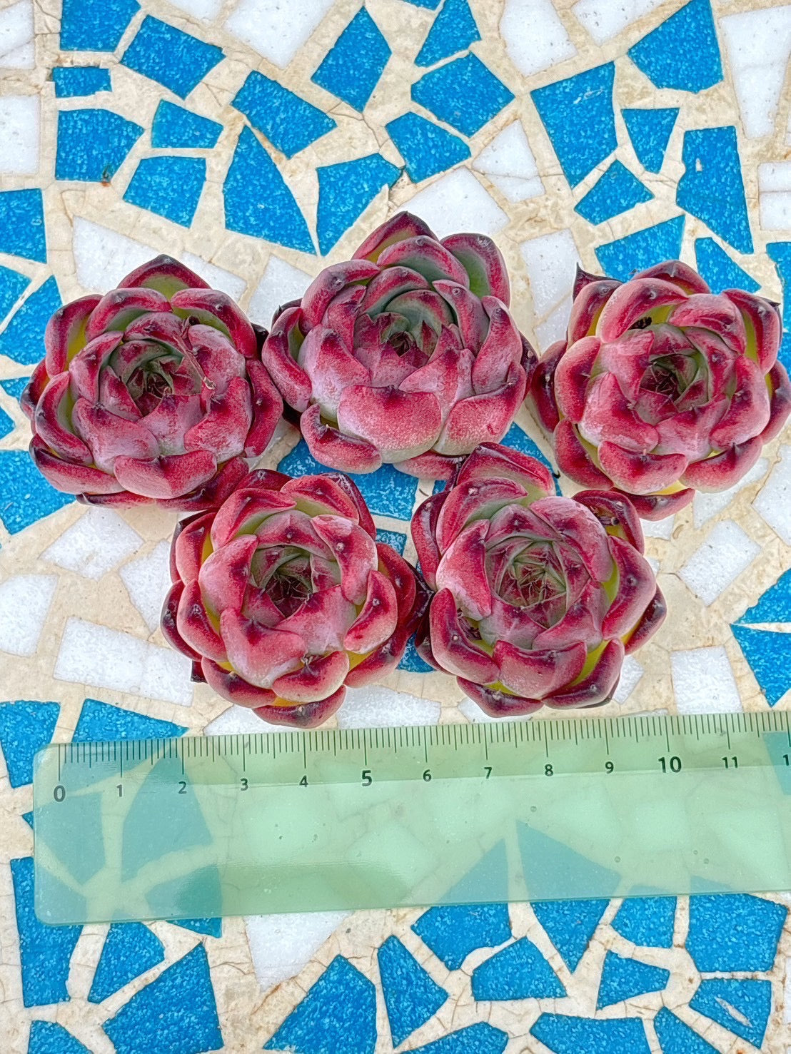 ファイヤーピラー　A品　中サイズ