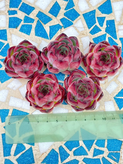 ファイヤーピラー　A品　中サイズ