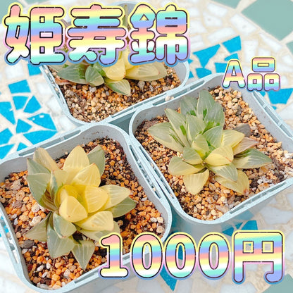 姫寿錦　A品