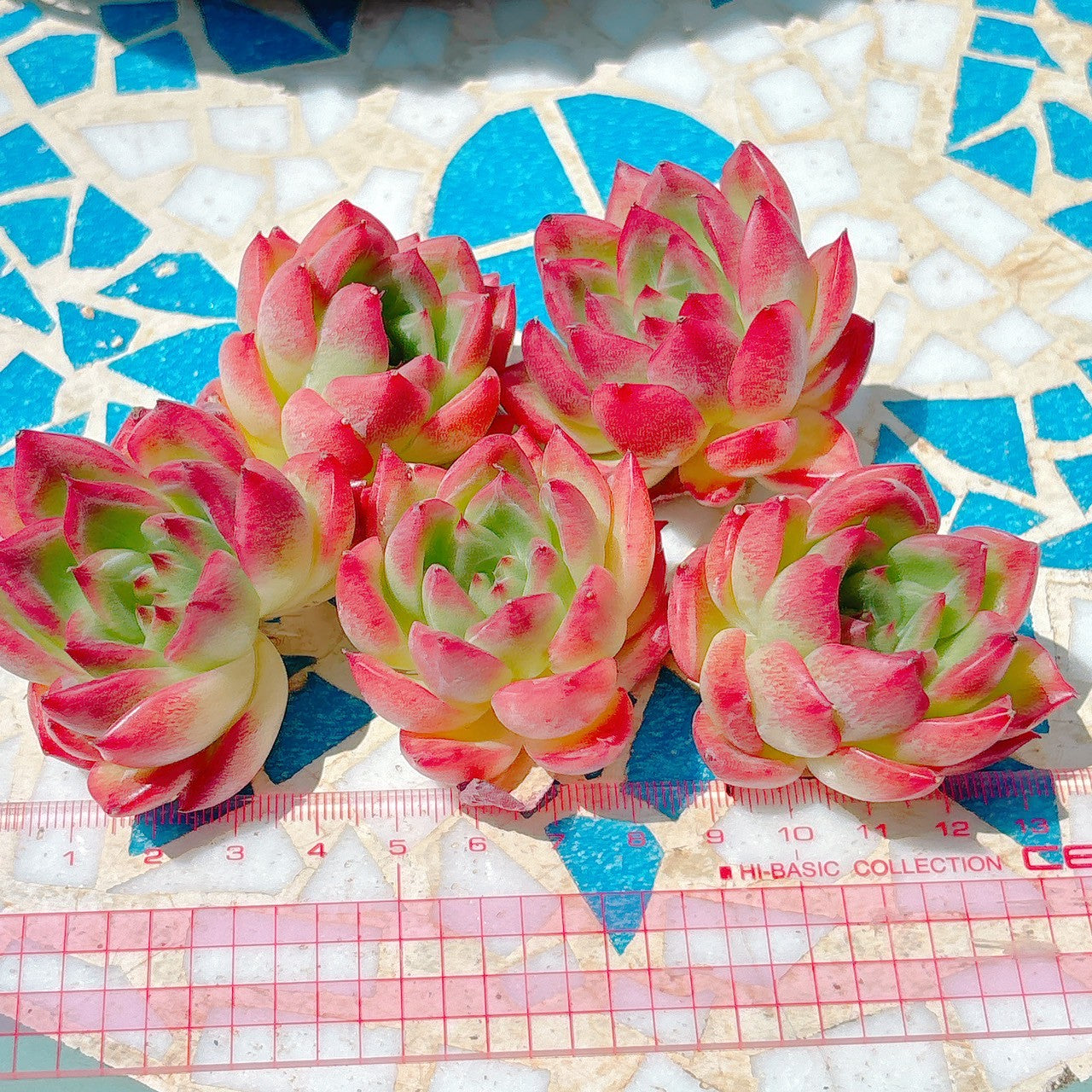フロリディティール　A品